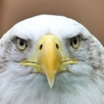 close up of a bald eagle's head