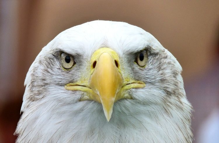 close up of a bald eagle's head