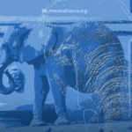 Addressing the Elephant in the Church: Seven Necessary Components of Integrated Discipleship
