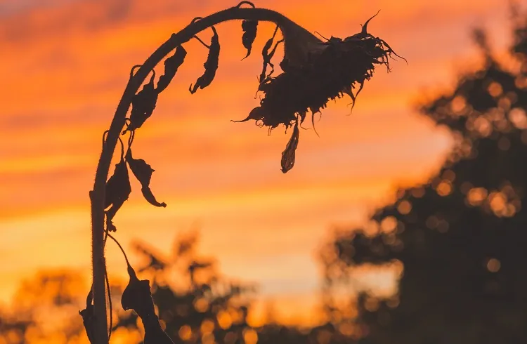 Featured image for “The Sky is Not Falling”