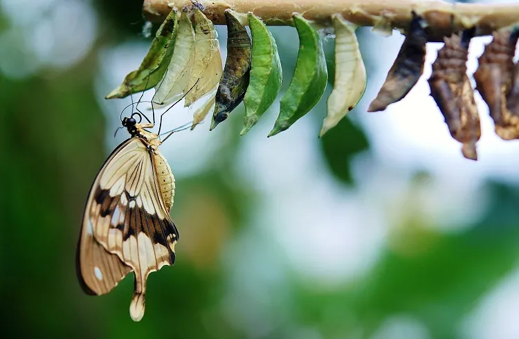 Featured image for “A Trinitarian Vision of Spiritual Transformation”